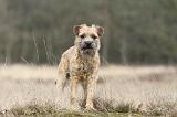 BORDER TERRIER 026